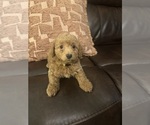 Small #11 Cock-A-Poo-Maltipoo Mix