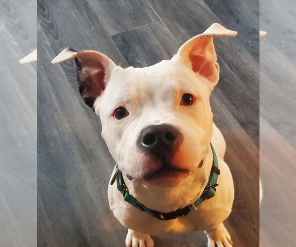 Medium Photo #10 American Bulldog-Unknown Mix Puppy For Sale in Strongsville, OH, USA