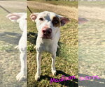 Small #2 American Staffordshire Terrier-Labrador Retriever Mix