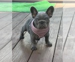 Small #7 French Bulldog