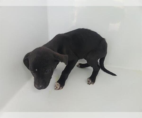 Medium Photo #1 Labrador Retriever-Unknown Mix Puppy For Sale in Houston, TX, USA