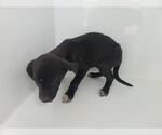 Small Labrador Retriever Mix
