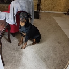Rottweiler Puppy for sale in GASTONIA, NC, USA