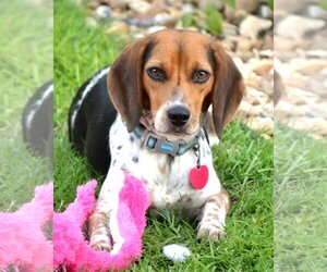 Gemma - Female Beagle Dog for Adoption - Photo #4