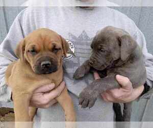 American Bulldog-Cane Corso Mix Puppy for sale in GLEN FLORA, WI, USA