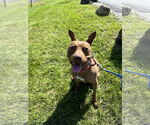 Small #6 American Pit Bull Terrier-Italian Greyhound Mix