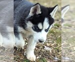 Small #12 Siberian Husky