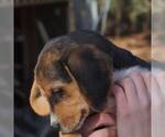 Small Photo #2 Beagle Puppy For Sale in PINE GROVE, PA, USA