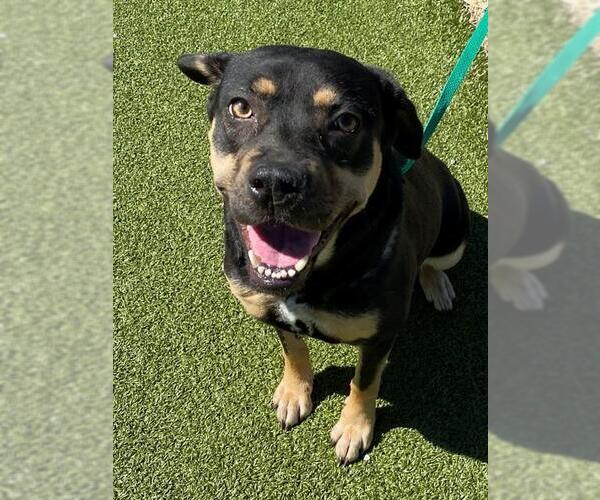 Medium Photo #2 Mutt Puppy For Sale in Fayetteville, NC, USA