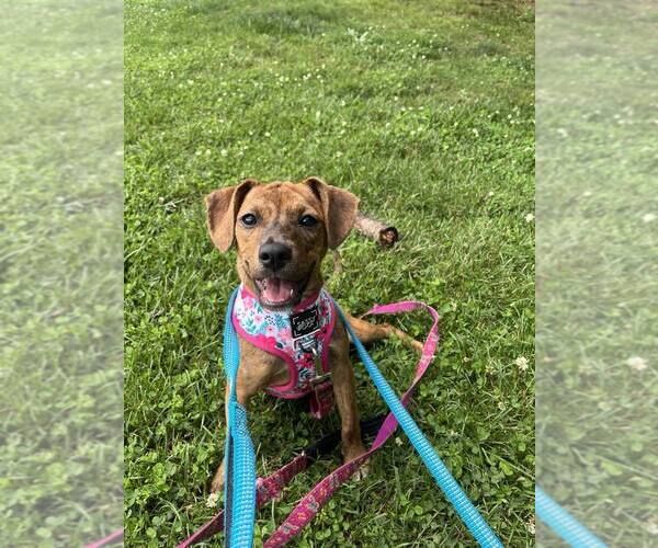 Medium Photo #2 Mutt Puppy For Sale in Candler, NC, USA