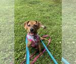 Small #1 Mutt
