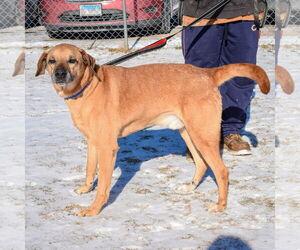 Harley - Male Labrador Retriever-Rhodesian Ridgeback Mix Dog for Adoption - Photo #4