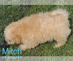 Small #1 Maltese-Poodle (Toy) Mix