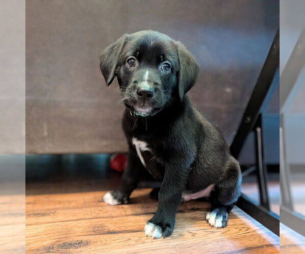 Medium Photo #4 Golden Retriever-Unknown Mix Puppy For Sale in Vail, AZ, USA