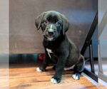 Small #3 Golden Retriever Mix