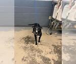 Small Labrador Retriever Mix