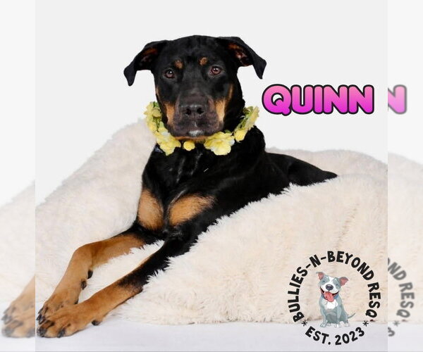 Medium Photo #2 Rottweiler-Unknown Mix Puppy For Sale in Omaha, NE, USA