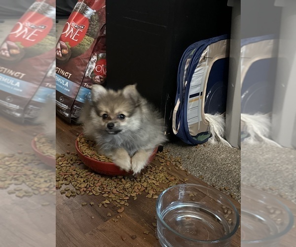 Medium Photo #10 Pomeranian Puppy For Sale in DENVER, CO, USA