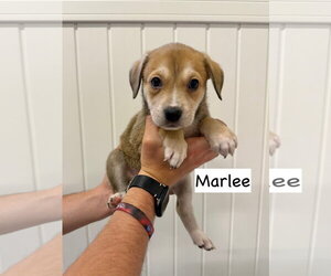 Mutt Dogs for adoption in Gilberts, IL, USA