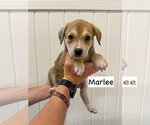Small Mutt