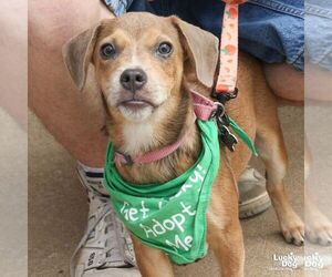 Retriever -Unknown Mix Dogs for adoption in Washington, DC, USA