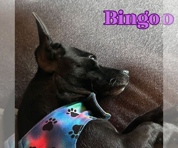 Medium Photo #9 Chiweenie Puppy For Sale in San Antonio, TX, USA