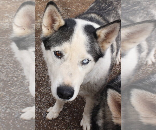 Medium Photo #9 Siberian Husky Puppy For Sale in Cedar Crest, NM, USA