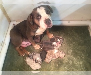 Mother of the Olde English Bulldogge puppies born on 12/16/2021