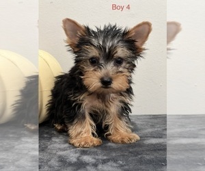 Yorkshire Terrier Puppy for sale in BEECH GROVE, IN, USA