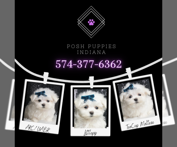 Medium Photo #9 Maltese Puppy For Sale in WARSAW, IN, USA