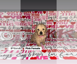 Goldendoodle Puppy for sale in FLEMINGSBURG, KY, USA