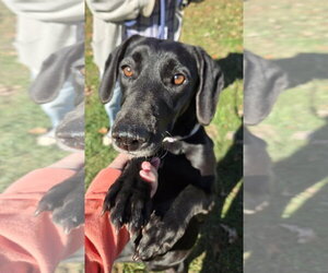 Labrador Retriever-Unknown Mix Dogs for adoption in Rustburg, VA, USA