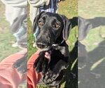 Molly - At the Shelter - Female Labrador Retriever-Unknown Mix Dog for Adoption - Small photo