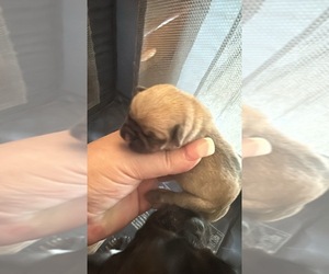 Pug Puppy for sale in NEWARK, OH, USA