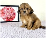Image preview for Ad Listing. Nickname: Gretchen