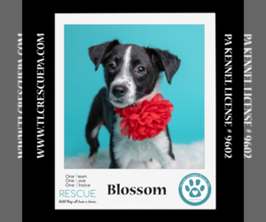 Border Collie-Unknown Mix Dogs for adoption in Kimberton, PA, USA