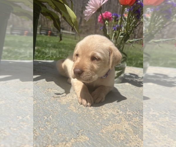 Medium Photo #8 Labrador Retriever Puppy For Sale in NEOLA, WV, USA