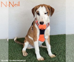 Bull Terrier-Unknown Mix Dogs for adoption in San Diego, CA, USA