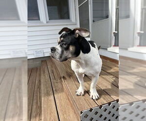 Bulldog-Unknown Mix Dogs for adoption in St. Louis Park, MN, USA