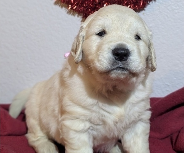 Medium Photo #6 Golden Retriever Puppy For Sale in MODESTO, CA, USA