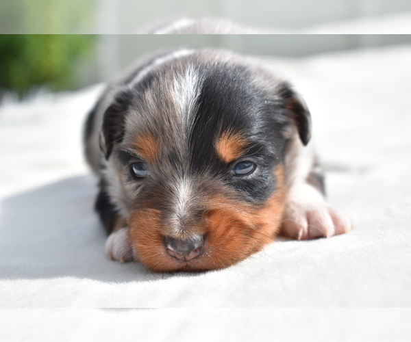 Medium Photo #5 Miniature Australian Shepherd Puppy For Sale in PALM COAST, FL, USA