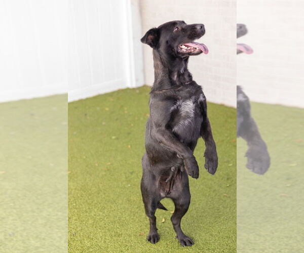 Medium Photo #3 Retriever -Unknown Mix Puppy For Sale in Canton, CT, USA