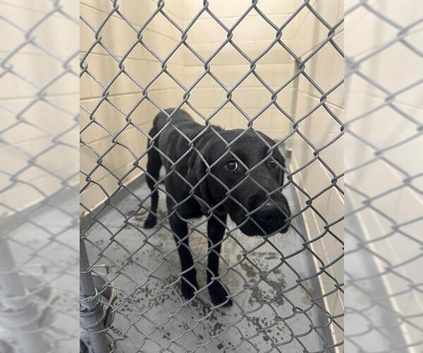 Medium Photo #1 Labrador Retriever-Unknown Mix Puppy For Sale in Anchorage, AK, USA