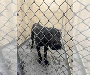Labrador Retriever-Unknown Mix Dogs for adoption in Anchorage, AK, USA