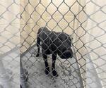 Small Labrador Retriever Mix