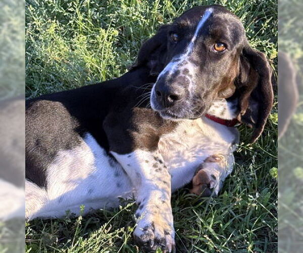 Medium Photo #4 Basset Hound Puppy For Sale in Deepwater, NJ, USA