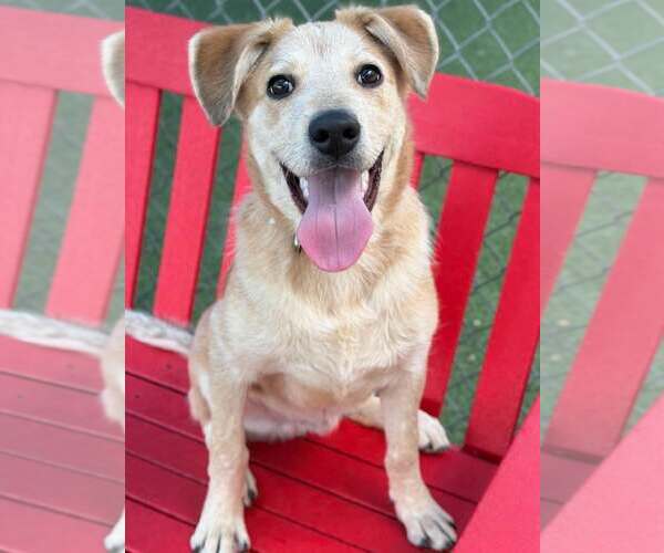 Medium Photo #3 Mutt Puppy For Sale in Woodbury, NY, USA