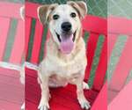 Small Photo #3 Mutt Puppy For Sale in Woodbury, NY, USA