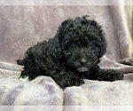Small #2 Poodle (Miniature) Mix