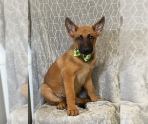 Malinois Puppy for sale in LAKELAND, FL, USA